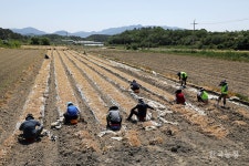 마늘협회·우포농협, 마늘 수확 일손 돕기 나서