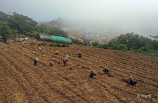 씨마늘섬, 가의도