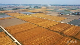 밀, 자급률 1%의 반란 … 제2의 주식을 국내산으로