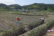 남해 남도마늘 수확 ... 평년작은 되는 듯