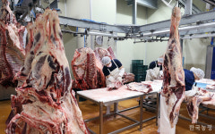 육우 싸고 괜찮은데 … 소비자 제대로 만나봤으면