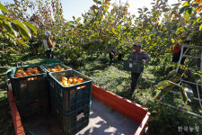 철균아, 감 농사 참 잘 지었데이….