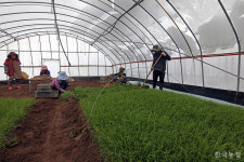 폭설 한파에도 서산 달래는 파릇파릇