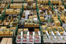 관세청, 수입 화훼류 불공정 무역행위 집중 단속한다