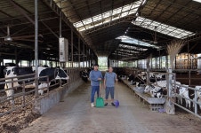 대를 이어 낙농한다는 것