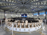 국내 낙농 최초 기가팜 탄생의 의미