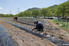 물 주고 고추 심고