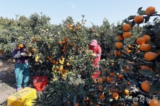 감귤 대과 재고 처리 난항에 제주 친환경농업계 한숨