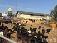 보양식 대체재 떠올랐지만…웃지 못하는 염소 농가