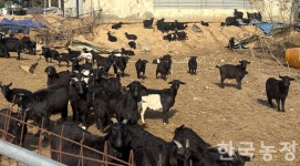 염소, 축산 주력산업으로 도약할까