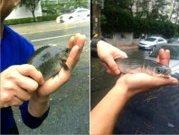 부산서 맨손으로 물고기 잡아···곳곳에서 차바 피해 속출