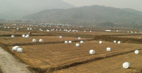 시골마을에서 보이는 마시멜로처럼 생긴 곤포 사일리지는 왜 있는 것일까?