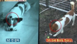 동물농장 역대급 반전 3년만에 돌아온 바람둥이 강아지 감자의 정체에 충격 (영상)