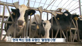 올겨울 첫 구제역 의심신고에 국민들 불안 증폭…충북 보은 젖소농장 구제역 확진