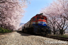 진해 군항제 2주 앞으로 다가와, 관광객 유치 현황은?