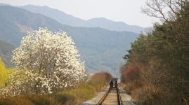 [5월에 가볼 만한 곳]드라이브 코스 7_섬진강 따라 봄을 달리다...곡성 구례