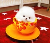 아담스펫, 자체 브리딩으로 건강한 강아지, 고양이 분양 지원