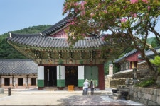 [9월 주말에 가볼만한 곳] 전남 영광군 불갑사로① 영광불갑산상사화축제