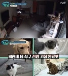 대화가 필요한 개냥 남태현, 알레르기보다 반려동물에게 얻는 게 많다