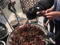 직접 가꾼 상추 급식으로 체험하고 즐기는 텃밭 가꾸기