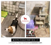 안락사없는 요양보호소 도그마루, 강아지무료분양과 고양이무료분양 문화 성장세 기여
