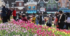 미세먼지 보통, 따듯한 봄기운 전국 축제, 관광지 사람들로 가득 찼다