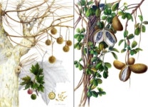 국립수목원, 감성을 더한 보태니컬 아트 특별 전시 개최