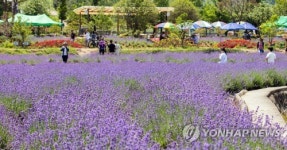 [MHN축제] 광양가볼만한곳, 광양 라벤더 축제 오는 6월 22일까지