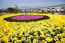 [전북 가볼만한 곳] 허브X국화 향 페스타 지리산 허브밸리