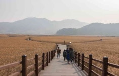 여행의 계절 가을, 갈대와 단풍으로 뒤덮인 장관 가을 여행가기 좋은 곳