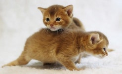 24시간 연중무휴 운영 프리미엄 고양이 분양 전문 도레미캣 서울 송파 및 인천 전국 각지 분양문의 이어져