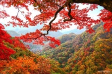 주말나들이, 국내 가을 여행지-순천만 국가정원, 내장산 국립공원, 대관령 양떼목장