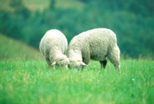 주말나들이, 국내 가을 여행지-순천만 국가정원, 내장산 국립공원, 대관령 양떼목장