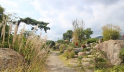 주말나들이, 국내 가을 여행지-순천만 국가정원, 내장산 국립공원, 대관령 양떼목장