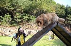 서울예술실용전문학교 동물훈련과정 이천캠퍼스 반려동물 테마파크 착공식 진행