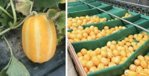 2019 젊은 농어업인들의 희망보고서 7편, 금봉농원 김기현 대표