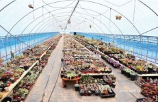 2019 젊은 농어업인들의 희망보고서 12편, 사막의장미 문현미 대표