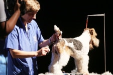 서울예술실용전문학교 우수 산학 협력기관 선정 … 한국애견연맹 감사패 전달