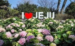 제주 휴애리 수국축제와 부산 커피쇼... 일정, 행사, 입장료는?