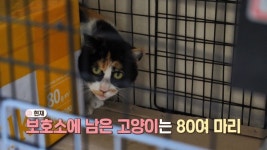 EBS 고양이를 부탁해 - 이문냥이 프로젝트...철거촌 고양이를 구하라!