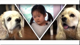 세상에 나쁜 개는 없다, 5살 다은이와 코카 남매의 전쟁 같은 한집살이