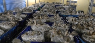 2TV 저녁 생생정보통 맛집 오늘 맛집 위치 어디? 갯벌 장어 삼합, 버섯농장 소개