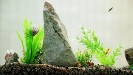 EBS 극한직업 나만의 작은 바다 만들기 – 수조 조경.. 플랜테리어(플랜트+인테리어)