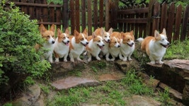 EBS 한국기행 숲속에서 삽니다 1부 심심산골 가을 맛은.. 송이버섯, 토란