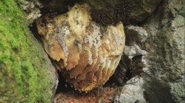 [EBS 한국기행] 대물을 찾아서: 석청과 석이버섯 요리·효능