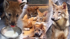 29일 TV 동물농장 할머니와 개 악동들-방울을 단 의문의 고양이-입을 다물지 못하는 개 사연 소개된다