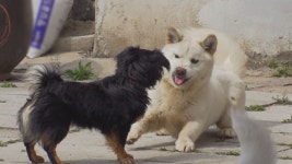 [SBS TV 동물농장] 사랑의 도피 부부닭, 눈썹 강아지 짱구는 못말려