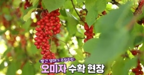 KBS 6시 내고향 경북 문경 오미자·강원도 원주 다래·세종 순대국밥 맛집 소개