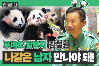 에버랜드 아기 판다 '푸바오' 중국 돌아가야하는 이유는?