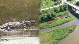 [궁금한이야기Y] 망고주스 복통 테러, 영주 악어 목격담 진실은?